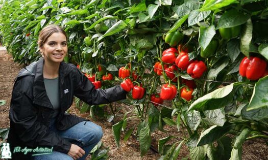 Lola Vargas, comunicación en Semillas Fitó, en las jornadas de pimiento Gasol y Voltio en El Ejido / agroautentico.com