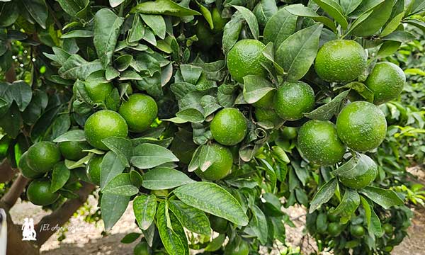 Cultivo de mandarina Orri y Plant Health Care-noticias-agroautentico.com