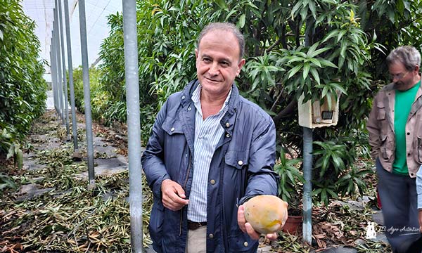 Emilio Guirao en el invernadero de mango de Finca La Nacla de Caja Rural de Granada / agroautentico.com