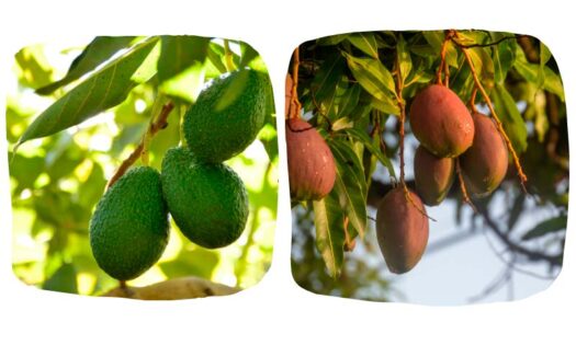 Nace la Interprofesional del Aguacate y Mango-noticias-agroautentico.com