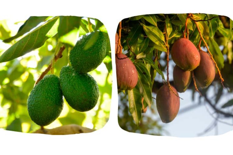 Nace la Interprofesional del Aguacate y Mango