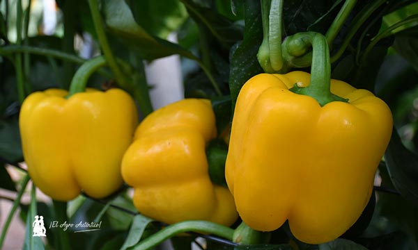 Frutos de la nueva variedad Biblos. Californias amarillos de HM.Clause / agroautentico.com