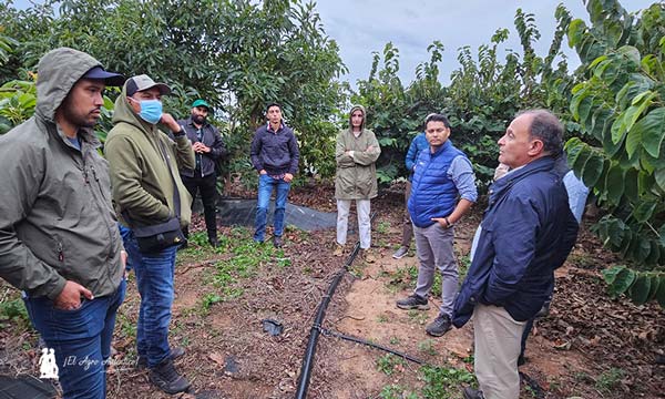Finca La Nacla de Caja Rural de Granada en Puntalón, Motril. Producción de aguacates / agroautentico.com