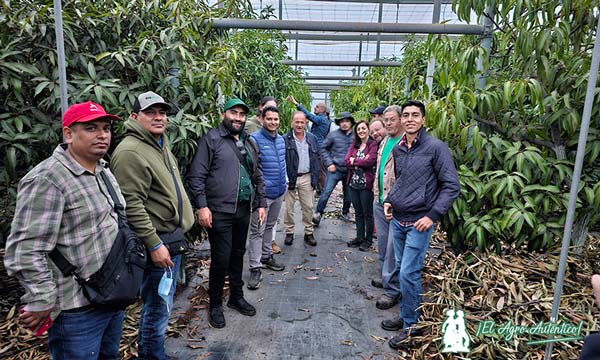 Grupo de técnicos mexicanos, representantes de Plant Health Care y de La Nacla en el invernadero de mango / agroautentico.com
