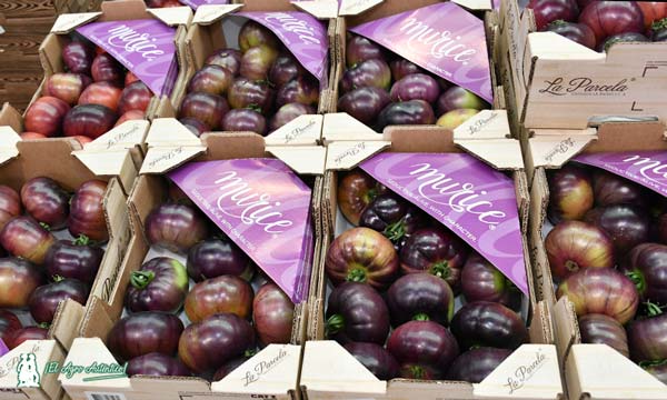 Tomate Murice en cooperativa La Palma-notiicas-agroautentico.com