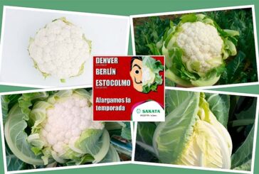 Sakata alarga la temporada con cuatro nuevas variedades de coliflor