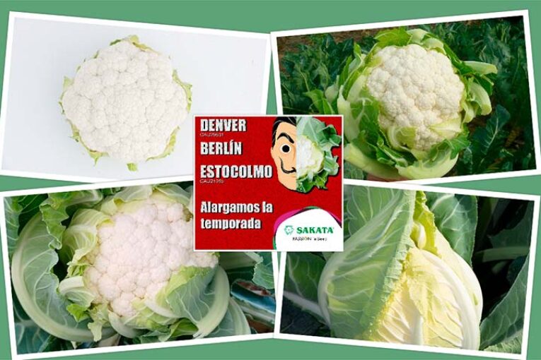 Sakata alarga la temporada con cuatro nuevas variedades de coliflor