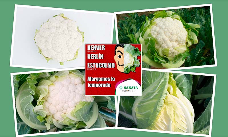 Sakata alarga la temporada con cuatro nuevas variedades de coliflor