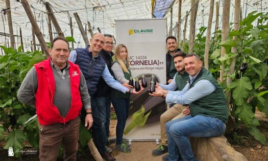 Berenjena Cornelia es el estreno de HM.Clause en esta especie-noticias-agroautentico.com