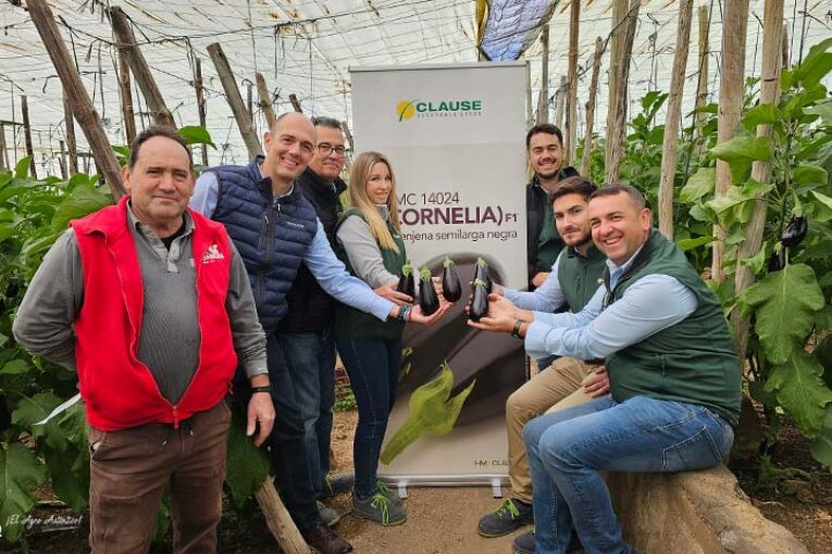 Berenjena Cornelia es el estreno de HM.Clause en esta especie