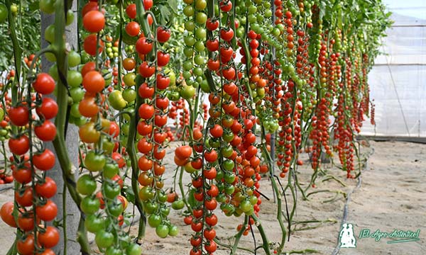 Gautier se cita con el sabor en su última nueva hornada de tomates-noticias-agroautentico.com