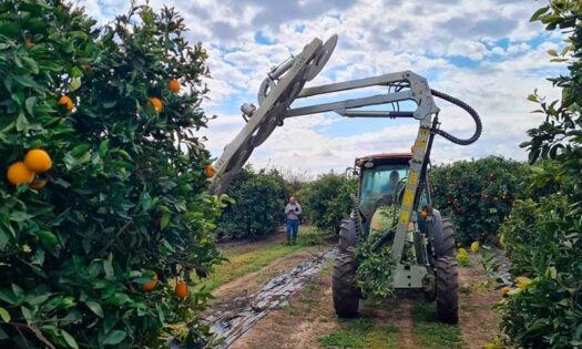 Democitrus mostrará en Sevilla cómo opti-mizar la rentabilidad en los cítricos-noticias-agroautentico.com