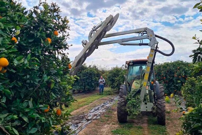 Democitrus mostrará en Sevilla cómo optimizar la rentabilidad en los cítricos