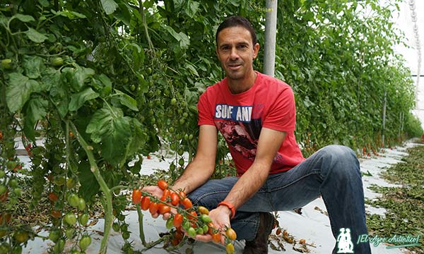 Jerónimo Maldonado con la variedad de tomate cherry Pendragon / agroautentico.com