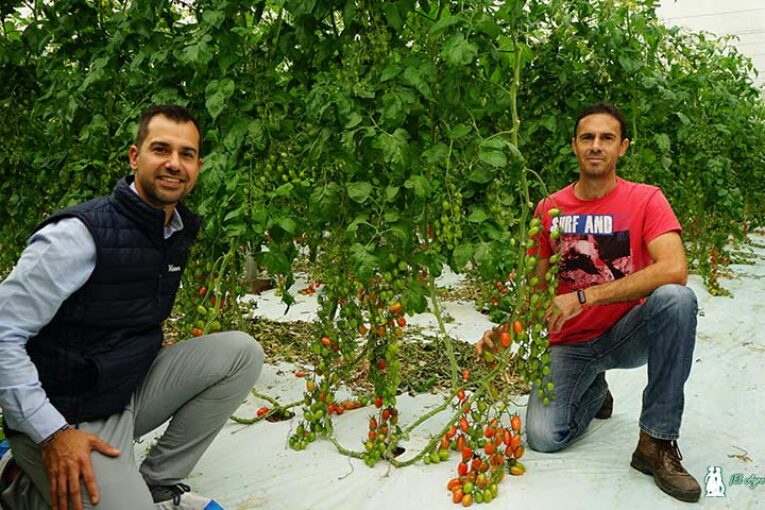 Las resistencias a rugoso de Hazera en el cherry de la costa de Granada