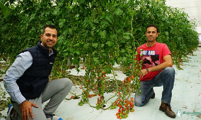 Miguel Ángel López de Hazera y Jerónimo Maldonado con el tomate cherry Windsor / agroautentico.com