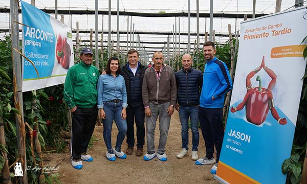 Syngenta enseña sus pimientos Jason y Arconte para trasplantes de julio en Almería-noticias-agroautentico.com