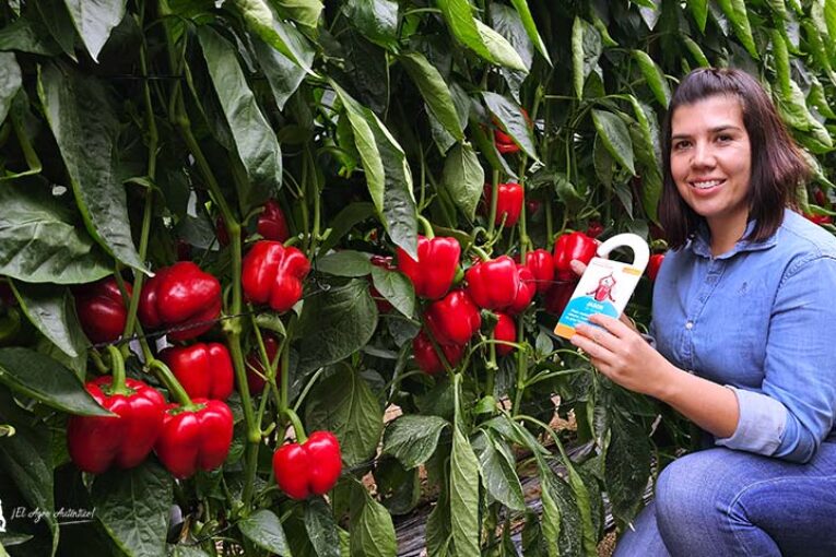 Syngenta enseña sus pimientos Jason y Arconte para trasplantes de julio en Almería