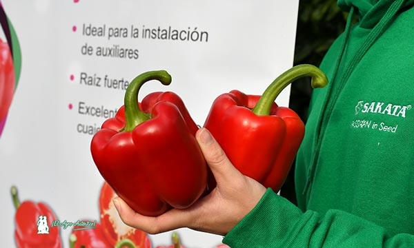 Pimiento Matga de Sakata Seed Ibérica / agroautentico.com