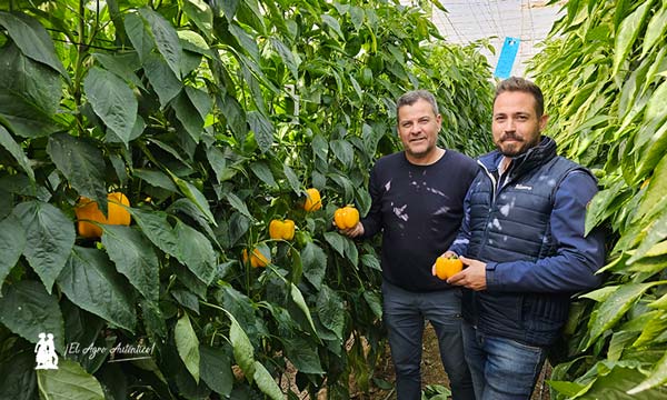 Germán Rodríguez, agricultor, con Daniel Montoro, técnico de Hazera / agroautentico.com