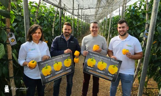 Miembros del equipo de Hazera: Ana Garcés, Dani Montoro, José Manuel López y Gonzalo Marín / agroautentico.com