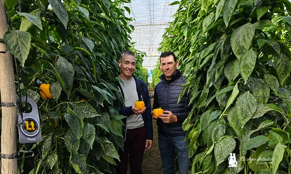 Joseillo, de Hazera, con Serafín Pérez, técnico de Cabasc / agroautentico.com