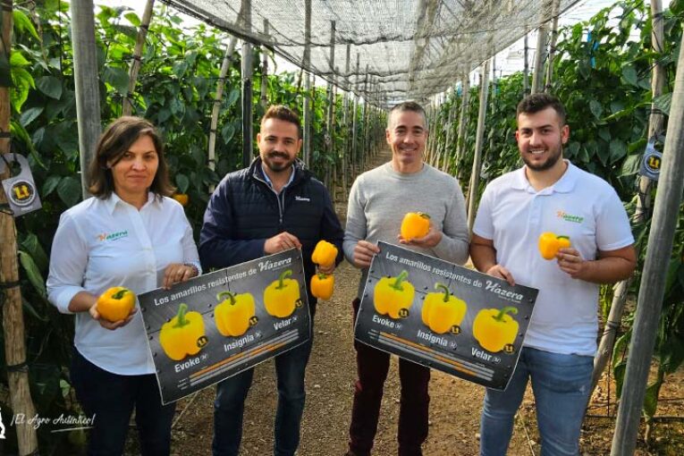 Pimiento Velar apura los últimos minutos del año en california amarillo