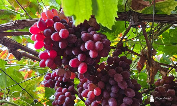 El Grupo El Ciruelo destaca por la producción de 40 variedades de uva, el 98% sin semillas-noticias-agroautentico.com