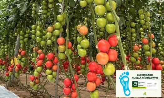 Rijk Zwaan Ibérica obtiene el certificado Huella hídrica para 5 cultivos en el CED El Ejido-noticias-agroautentico.com