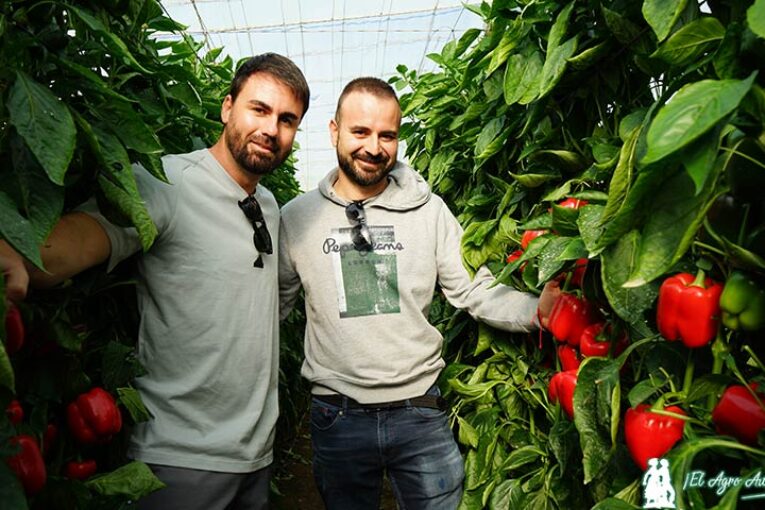 Pimiento Revólver de Sur Seeds dispara alto en el ciclo medio