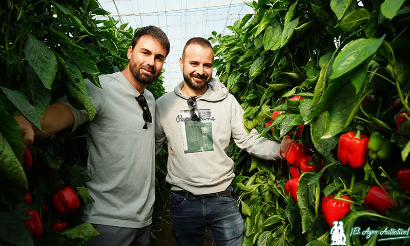 Serafín Góngora, agricultor, con Álex Martín, mejorador de pimiento / agroautentico.com