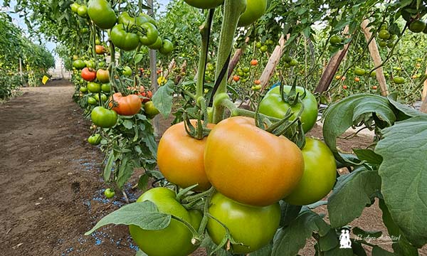 El tomate Faladi de Semillas Fitó cubre el segmento de los grandes calibres en rojo y en pintón-noticias-agroautentico.com