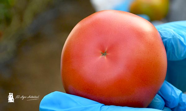 Cierre pistilar estrellado, en tomate