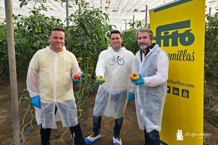 El tomate Faladi cubre el segmento de los grandes calibres en rojo y en pintón