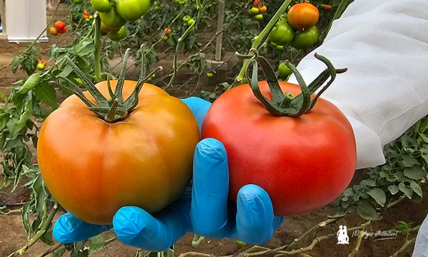 El tomate Faladi cubre el segmento de los grandes calibres en rojo y en pintón-noticias-agroautentico.com