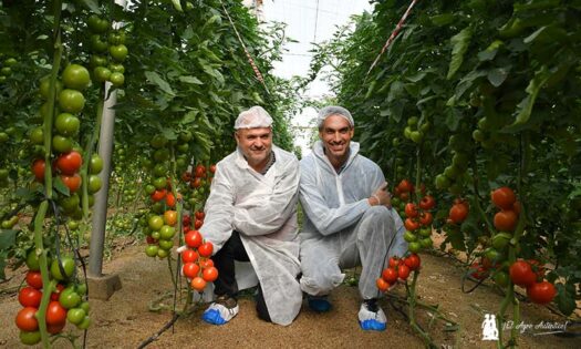 Tomate Myrador es la primera rama resistente a rugoso de Syngenta-noticias-agroautentico.com