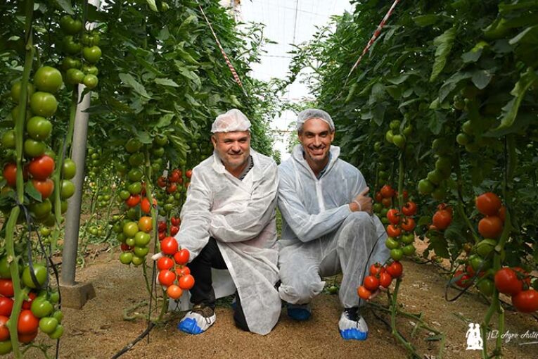 Tomate Myrador es la primera rama resistente a rugoso de Syngenta