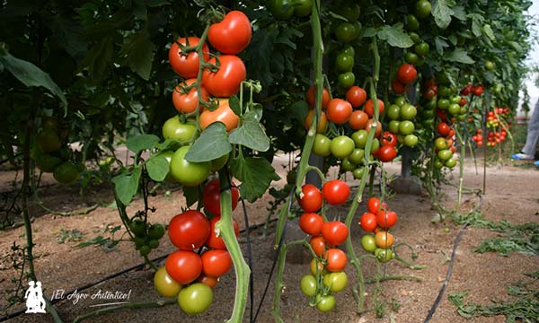 Tomate Myrador es la primera rama resistente a rugoso de Syngenta
