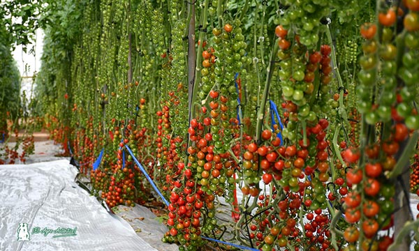 Rijk Zwaan alta resistencia a rugoso. Tomate cherry redondo Cuarzyta / agroautentico.com