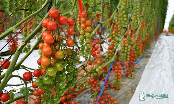 Tomate cherry redondo Sylvyta. Rijk Zwaan alta resistencia a rugoso / agroautentico.com