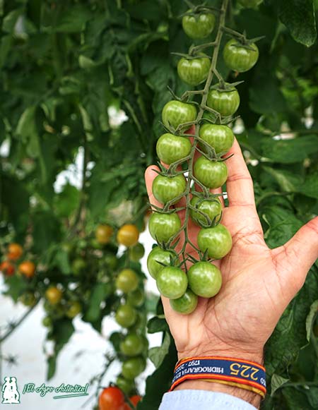 resistencias a rugoso de Hazera en el nuevo tomate cherry redondo Giubilo / agroautentico.com