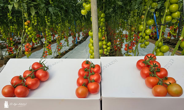 Variedades de tomate rama resistentes (HR) a rugoso (ToBRFV) de Rijk Zwaan / agroautentico.com