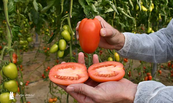 Gama de tomates tipo pera-noticias-agroautentico.com
