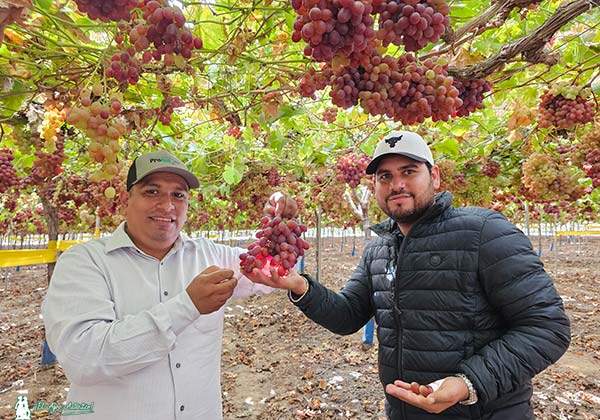Uvas rojas, blancas y negras de El Ciruelo con Plant Health Care en Murcia-noticias-agroautentico.com