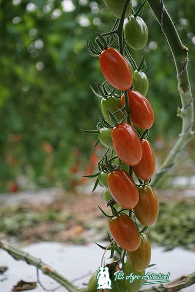 resistencias a rugoso de Hazera con el tomate cherry Pendragon / agroautentico.com