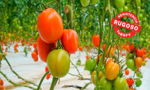 BASF | Nunhems prepara el ‘campo de batalla’ contra el rugoso-noticias-agroautentico.com