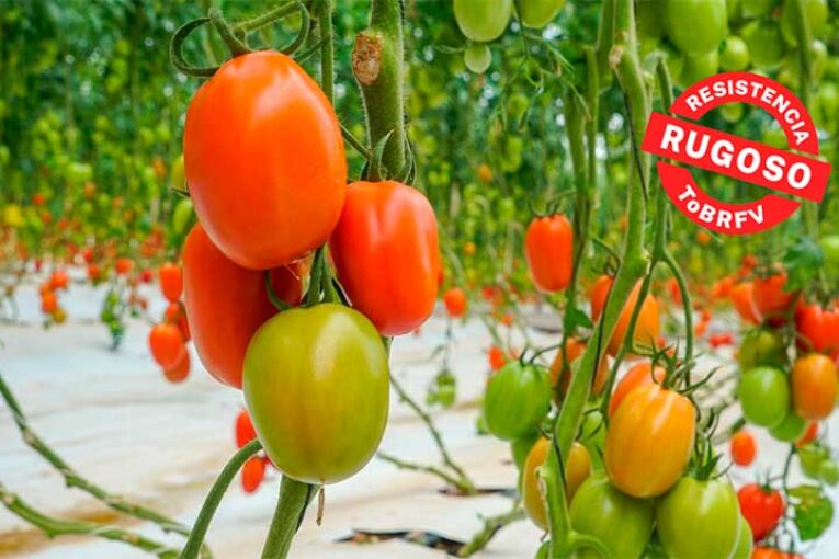 BASF | Nunhems prepara el 'campo de batalla' contra el rugoso