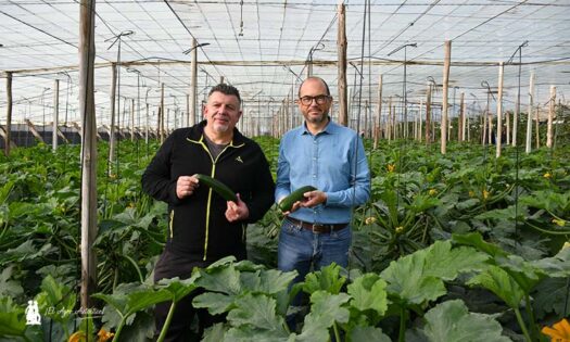 Agustín y Antonio con frutos de calabacín Delfos / agroautentico.com