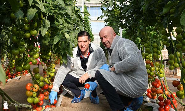 Juan Jesús Lara y Antonio Bretones, gerente y presidente de CASI, en un líneo de tomate rama resistente / agroautentico.com