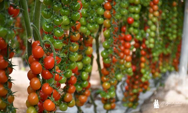 Tomate cherry redondo Daivion de Nunhems / agroautentico.com